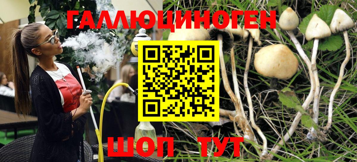 Галлюциногенные грибы Psilocybe Краснодар